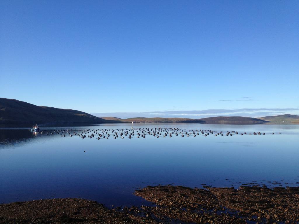 Shetland remains the most significant mussel producing area, representing 74 per cent of the overall total, at a value of around £7.4 million.