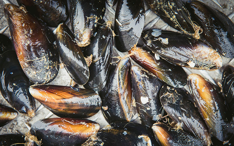 Overall mussel production across Scotland reached a record 9,092 tonnes in 2022 – a six per cent increase on 2021.