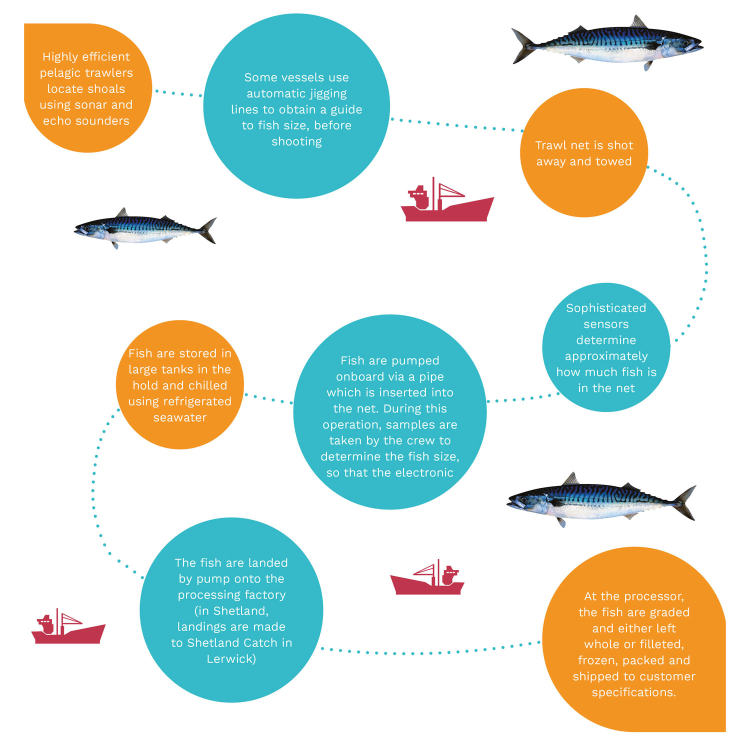 Graphic indicating the mackerel journey, from sea to plate