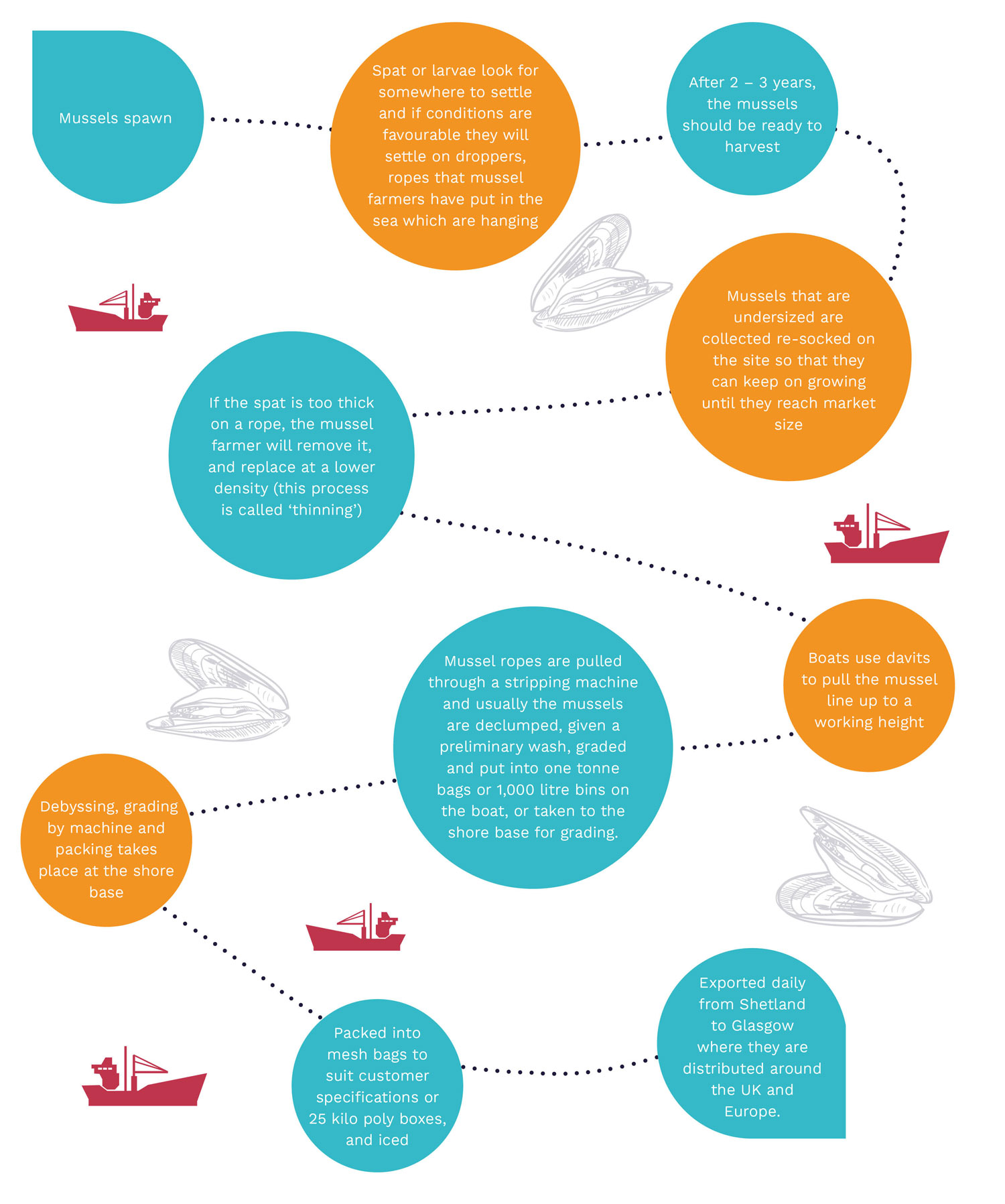 Graphic indicating mussel journey, from sea to plate
