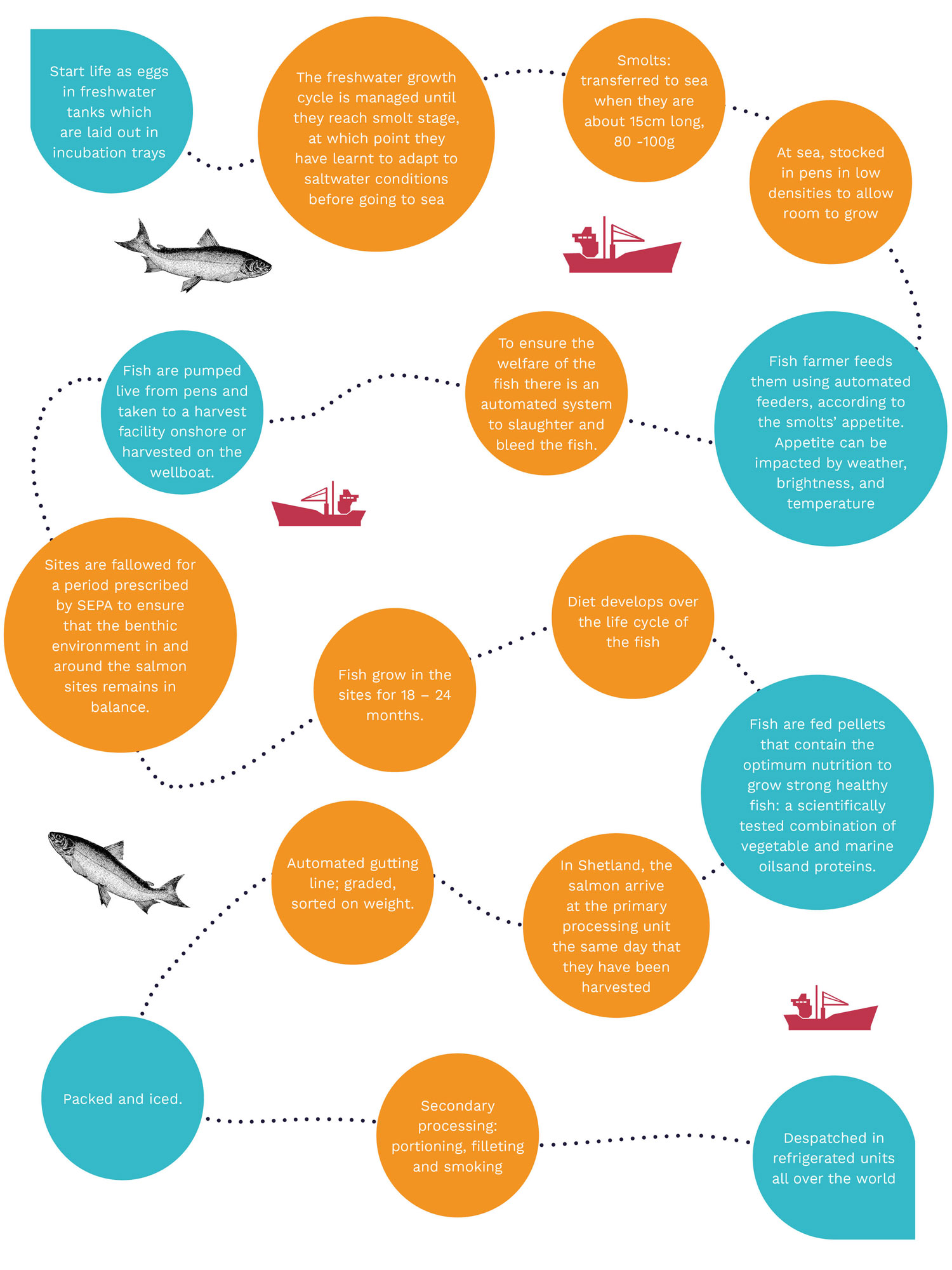 Graphic indicating the salmon journey, from sea to plate