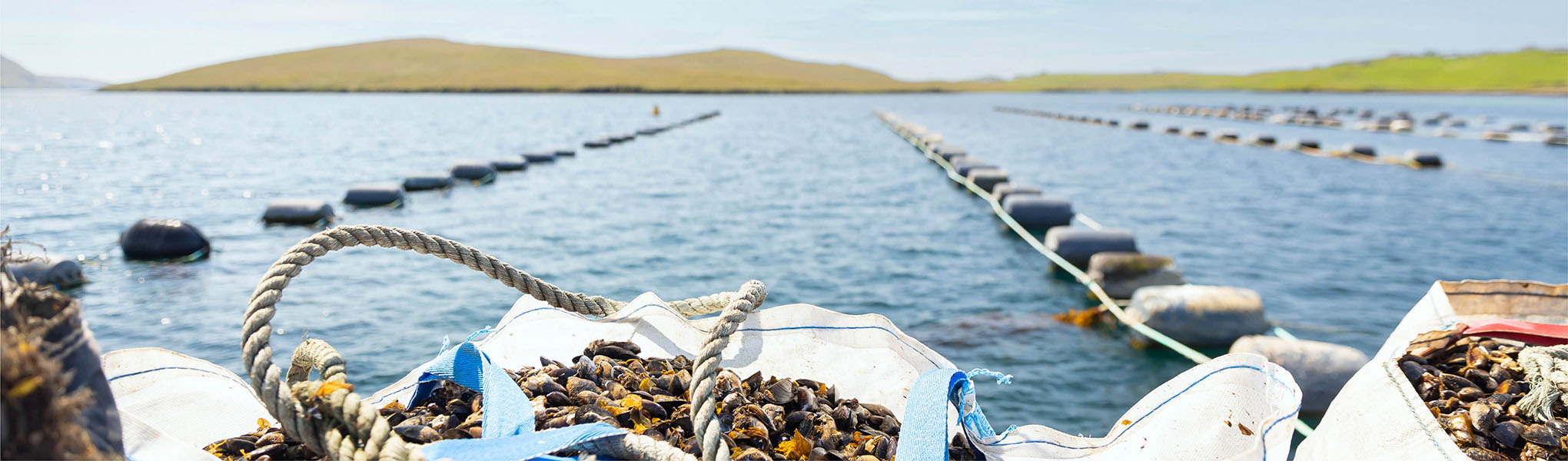 Mussels and mussel farm in background