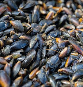 Mussel shells