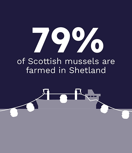 Graphic that describes that 79% of Scottish mussels are farmed in Shetland