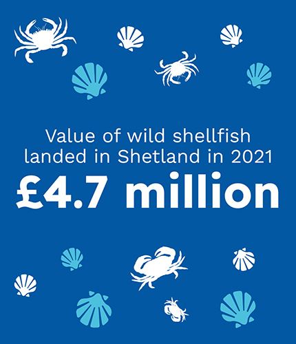 Graphic that states the value of wild shellfish landed in Shetland in 2021