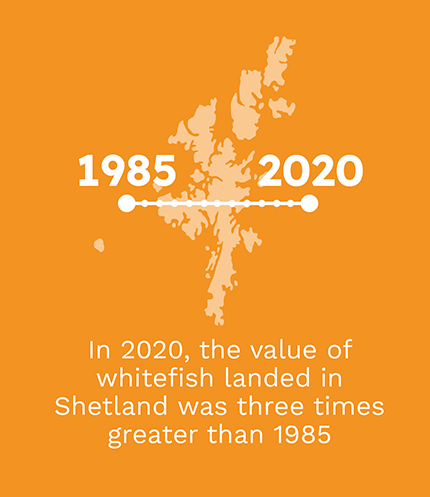 Graphic that states that in 2020, the value of whitefish landed in Shetland was three times greater than 1985