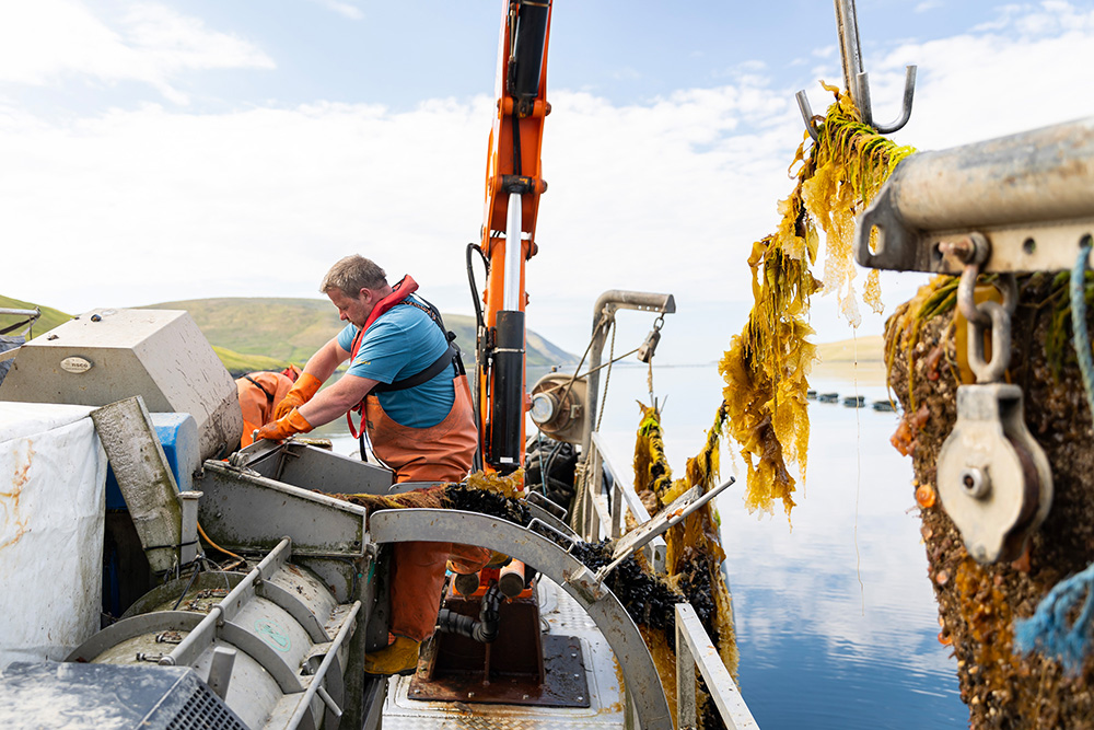 SHETLAND MUSSEL PRODUCTION REACHES RECORD FIGURES