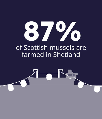 Mussels-Farmed